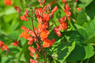 Genel fasulye (Fhaseolus vulgaris) bahçede açık alanda çiçek açar