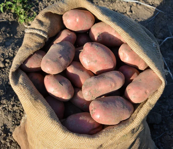 Potatoes are harvested in a bag in the field