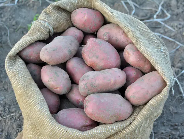 Potatoes are harvested in a bag in the field