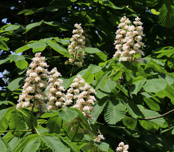 Весной в природе цветут каштановые цветы (Aesculus hippocastanum, горький каштан)
