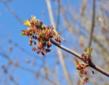 İlkbaharda, doğada akçaağaç (Acer negundo) çiçek açar.