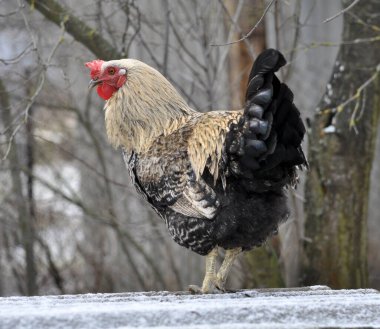 Kırsal alanda yetişkin bir horoz.