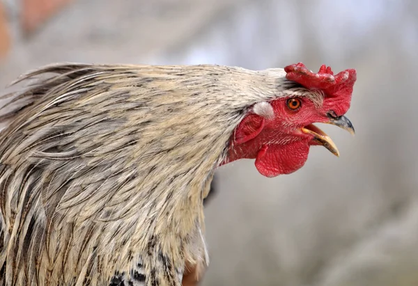 stock image Adult domestic rooster in a rural yard