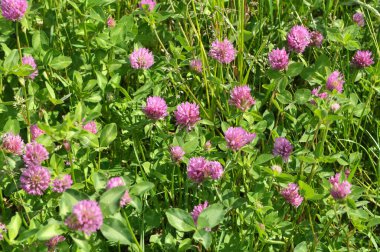 Çayır yoncası (Trifolium pratense) yabani otların arasındaki çayırda yetişir. 
