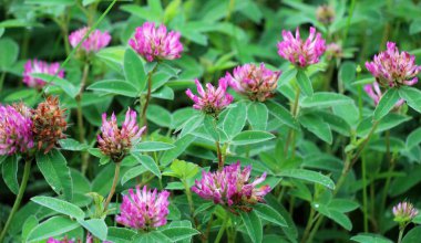 In the meadow, among the wild grasses blooms clover middle  (Trifolium medium) 