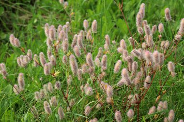 Trifolium arvense çayırda, yabani otların arasında yetişir. 