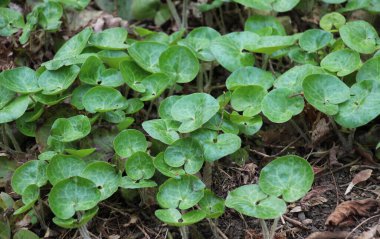 Asarum europaeum vahşi ormanda yetişir.