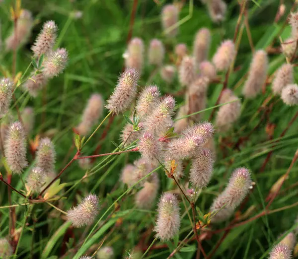 stock image Trifolium arvense grows in the meadow among wild grasses 