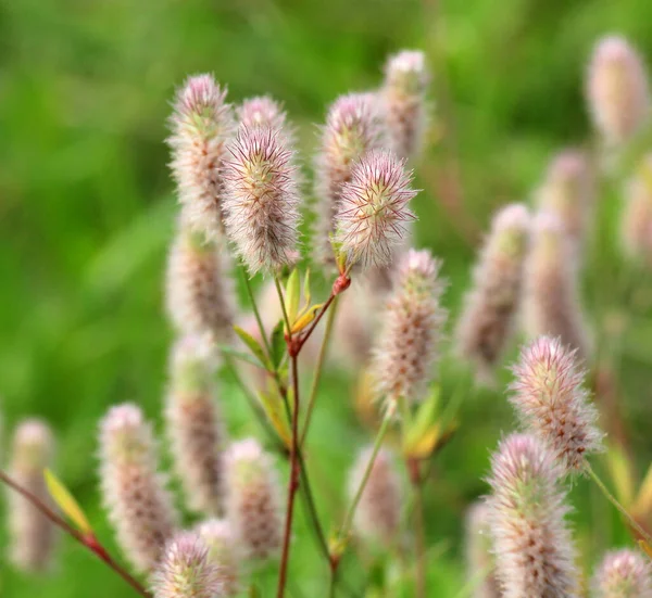 stock image Trifolium arvense grows in the meadow among wild grasses 