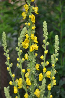 Yazın, vahşi doğada Mullein (Verbascum) çiçek açar