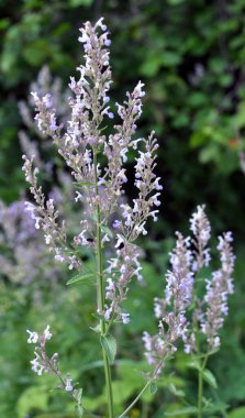 Catnip (Nepeta) yazın doğada yetişir.