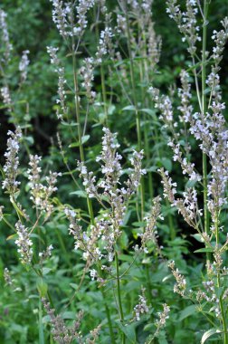 Catnip (Nepeta) yazın doğada yetişir.