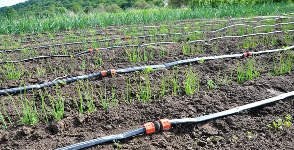 Drip irrigation is used to grow onions in open organic soil