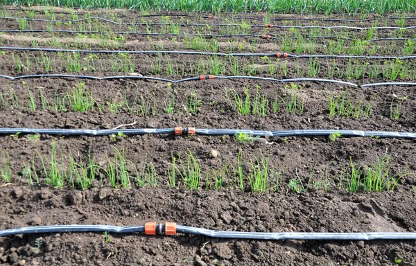 Drip irrigation is used to grow onions in open organic soil