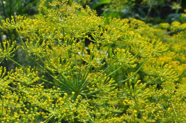 Bahçedeki açık arazide dereotu yetişir (Anethum Graveolens)