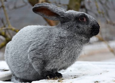 Rabbits of the Poltava silver breed, bred in Ukraine