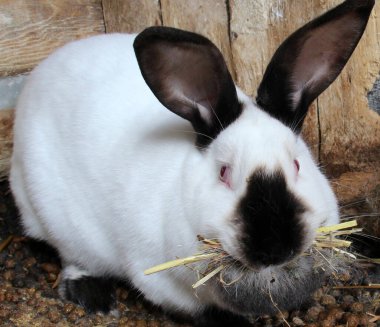 Kaliforniya 'nın hamile dişi tavşanı, bebek doğmadan önce yuva yapmak için dişlerinde saman olan bir tür.