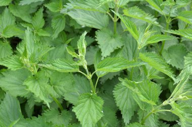 Doğal ortamda ısırgan otu (Urtica dioica) yetişir