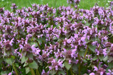 Vahşi, sağır, ısırgan otu morunda çiçek açar (Lamium purpureum))