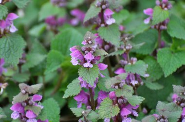 Vahşi, sağır, ısırgan otu morunda çiçek açar (Lamium purpureum))