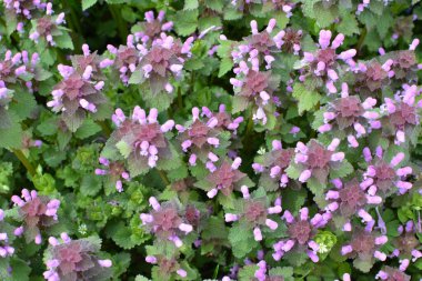Vahşi, sağır, ısırgan otu morunda çiçek açar (Lamium purpureum))
