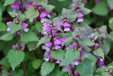 Vahşi, sağır, ısırgan otu morunda çiçek açar (Lamium purpureum))