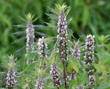 Otların arasındaki çayırlarda büyüyen ve açan köpek ısırgan otları beş ağızlıdır (Leonurus quinquelobatus)