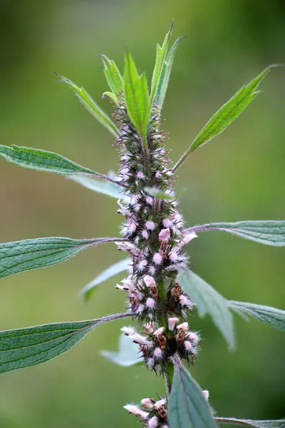 stock image In the meadow among the herbs grows and blooms dog nettle is five-bladed (Leonurus quinquelobatus)