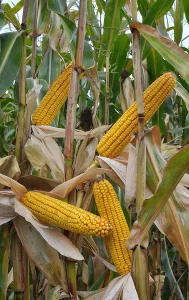 A cob ripened in a field on a corn stalk