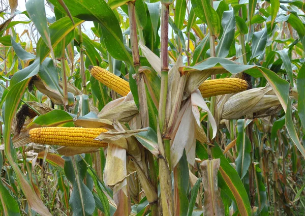 A cob ripened in a field on a corn stalk