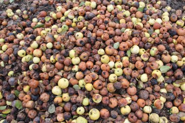 Meyve çürüğünden etkilenen elmalar - monilinos (Monilinia)