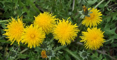 Karahindiba (Taraxacum officinale) baharda vahşi doğada yetişir.
