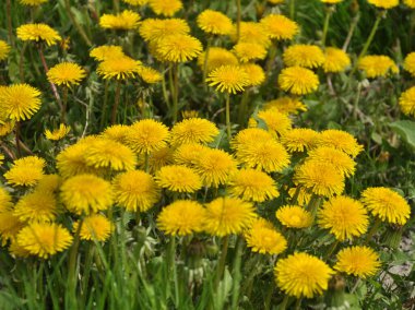 Karahindiba (Taraxacum officinale) baharda vahşi doğada yetişir.