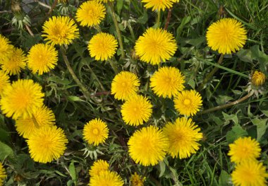 Karahindiba (Taraxacum officinale) baharda vahşi doğada yetişir.