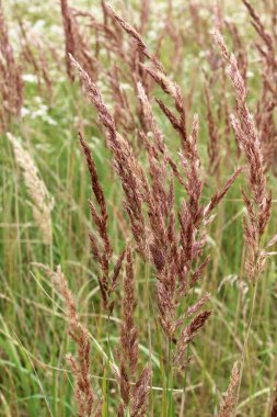 Calamagrostis epigejos grows in the wild among grasses.