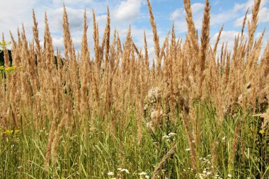 Calamagrostis epigejos grows in the wild among grasses.
