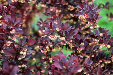 Thunberg's barberry (Berberis thunbergii) grows in the garden in sprin