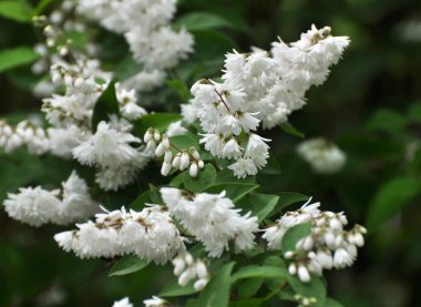 Yaz başında, Deutzia doğada çiçek açar.