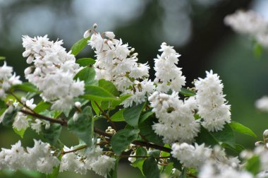 Yaz başında, Deutzia doğada çiçek açar.