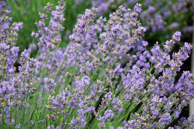 Çiçeklerin üzerinde lavanta çalıları açıyor