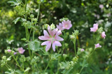 Malva thuringiaca (Lavatera thuringiaca) yazın vahşi doğada çiçek açar