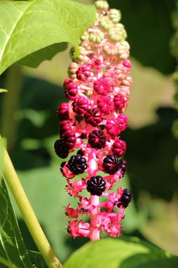 Phytolacca yazın bahçede yetişir.