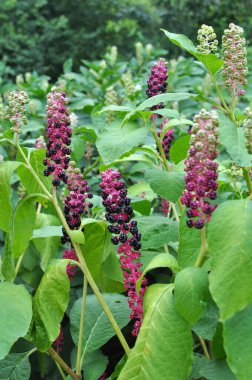 Phytolacca yazın bahçede yetişir.