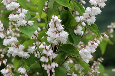 Ortanca familyasından bir çalılık Deutzia Scabra doğada çiçek açar.