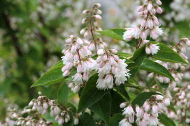 Ortanca familyasından bir çalılık Deutzia Scabra doğada çiçek açar.