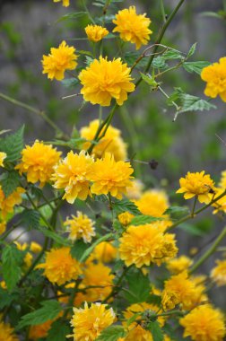 Kerria japonica bush blooms in the garden in spring