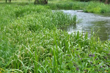 Nehrin kıyısında ve sularda, yem tanecikli gliseria maxima yetişir.