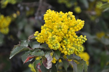 Ebedi yeşil çalı Mahonia aquifolium peyzaj için kullanılır.
