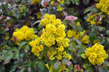 Ebedi yeşil çalı Mahonia aquifolium peyzaj için kullanılır.