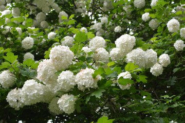 Süslü çalı viburnum opulus var. Steril çiçek doğada beyazdır.